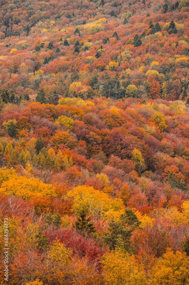 Fototapeta premium a