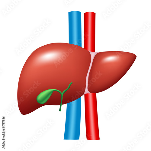 Anatomy of the human liver. Vector 3D clipart isolated on white background.