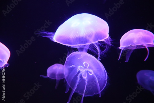 medusas nadando en el fondo del mar