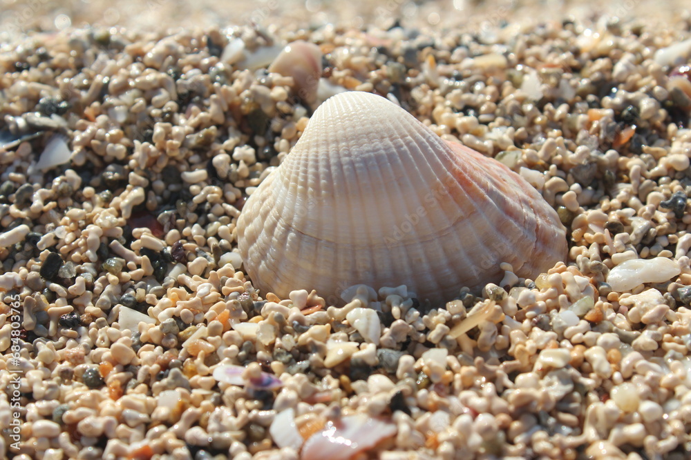 Concept of fresh sea air on the beach on a winter day and mussels among the sand Concept of fresh sea air on the beach on a winter day and mussels among the sand