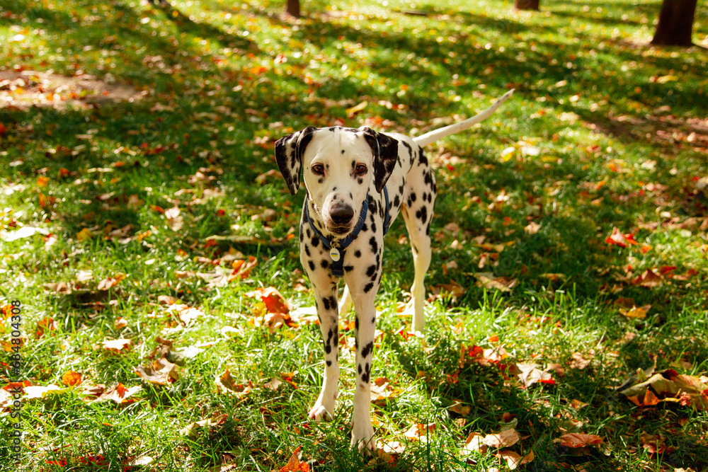 Dog, a young Dalmatian in autumn walks on a green lawn. Happy pet on a walk. Dog, a young Dalmatian in autumn walks on a green lawn. Happy pet on a walk.