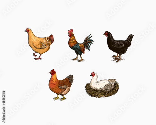 Domestic Chicken bird. Turkey guinea fowl goose duck quail. Hand drawn. Engraved Farm animal. Old monochrome sketch. Retro template.