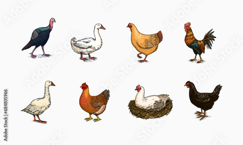 Domestic Chicken bird. Turkey guinea fowl goose duck quail. Hand drawn. Engraved Farm animal. Old monochrome sketch. Retro template.