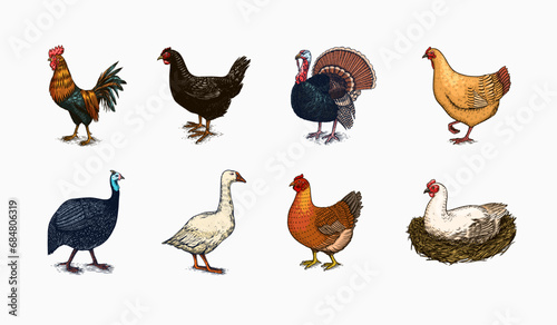Domestic Chicken bird. Turkey guinea fowl goose duck quail. Hand drawn. Engraved Farm animal. Old monochrome sketch. Retro template.