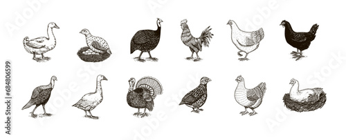 Domestic Chicken bird. Turkey guinea fowl goose duck quail. Hand drawn. Engraved Farm animal. Old monochrome sketch. Retro template.
