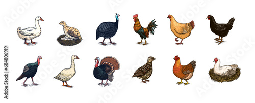 Domestic Chicken bird. Turkey guinea fowl goose duck quail. Hand drawn. Engraved Farm animal. Old monochrome sketch. Retro template.