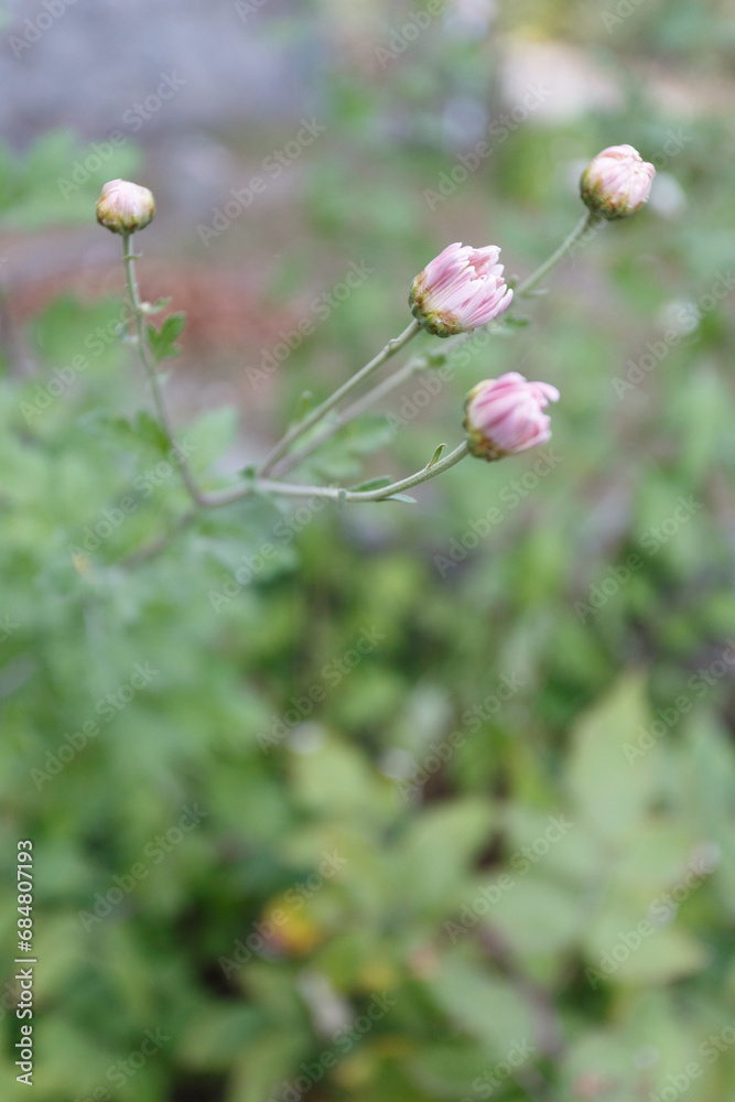 Pink chrysanthemums buds in the autumn garden Pink chrysanthemums buds in the autumn garden