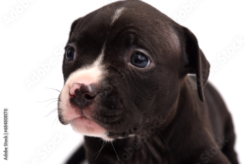 Cute little American Pit Bull Terrier puppy isolated on white background