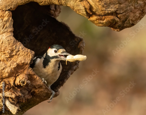 Great spotted woodpecker with a monkey nut