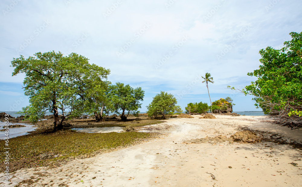 Árvore e vegetação na praia de uma ilha tropical no nordeste brasileiro Árvore e vegetação na praia de uma ilha tropical no nordeste brasileiro