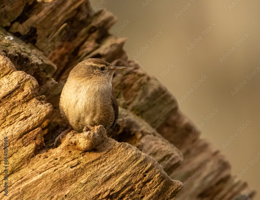 Tiny wren bird in the woodland