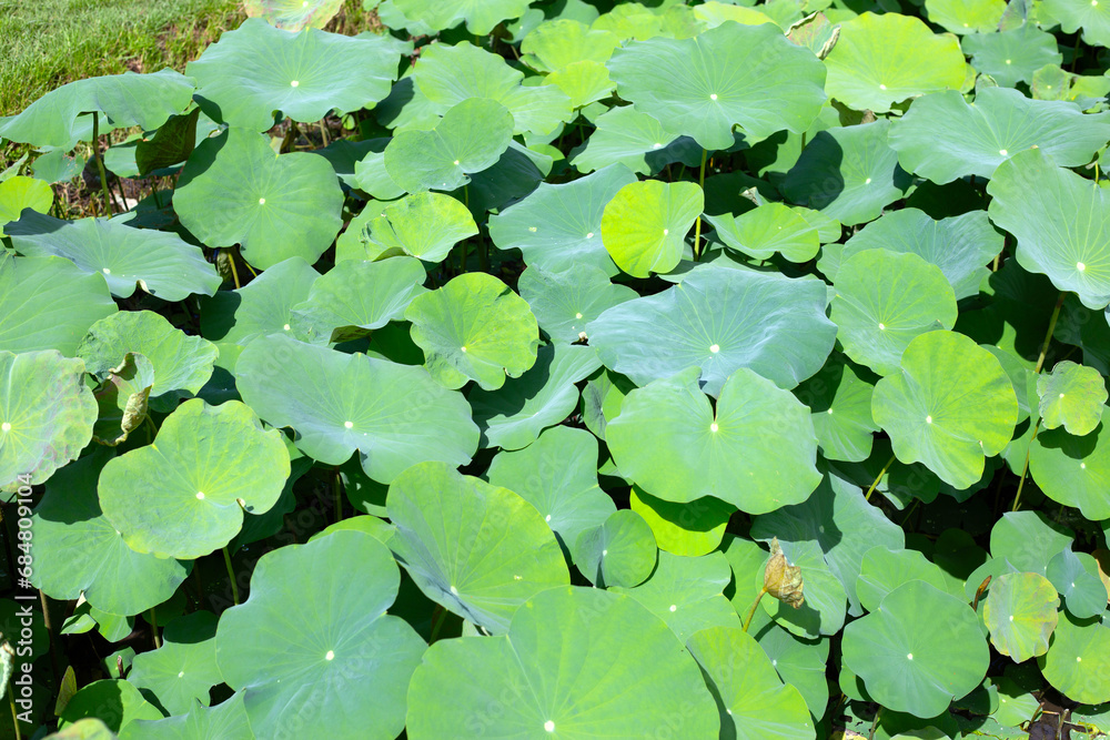 Beautiful green leaves of lotus flower in pond Beautiful green leaves of lotus flower in pond
