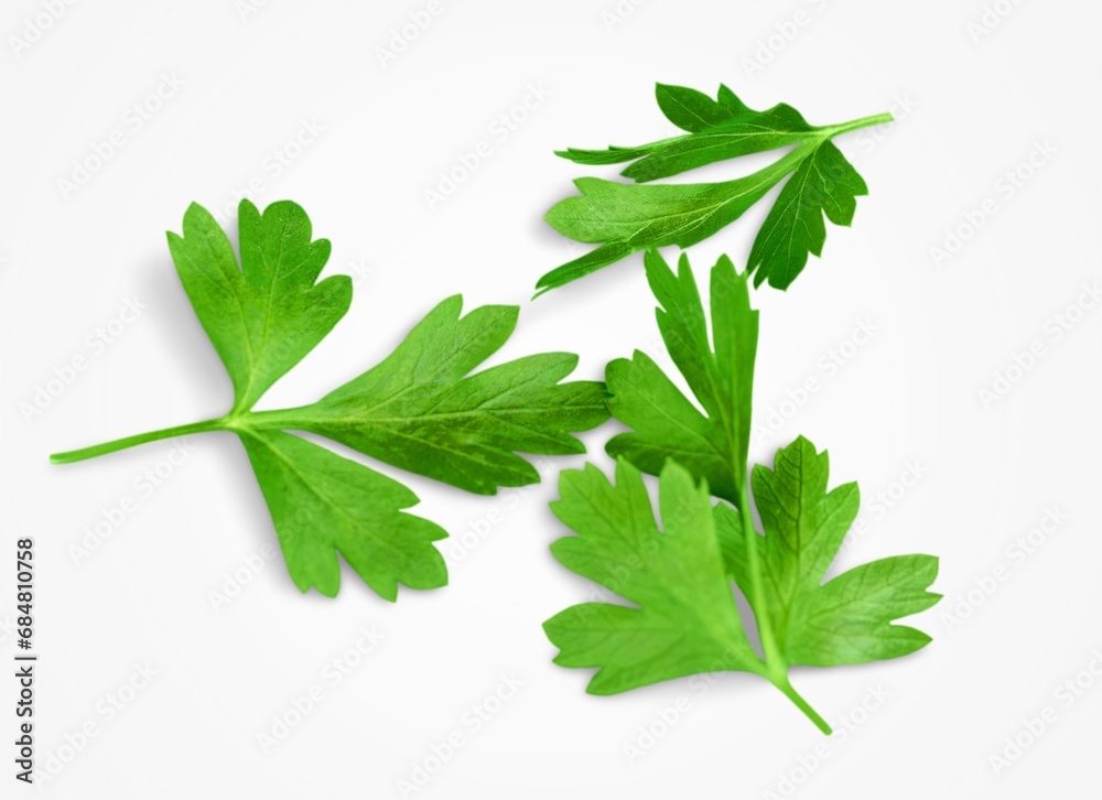 Coriander fresh ripe green leaf