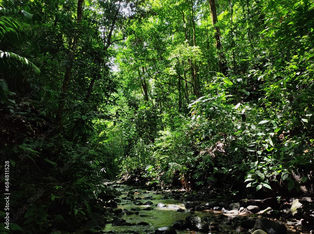 View of the tropical rainforest in a stream View of the tropical rainforest in a stream