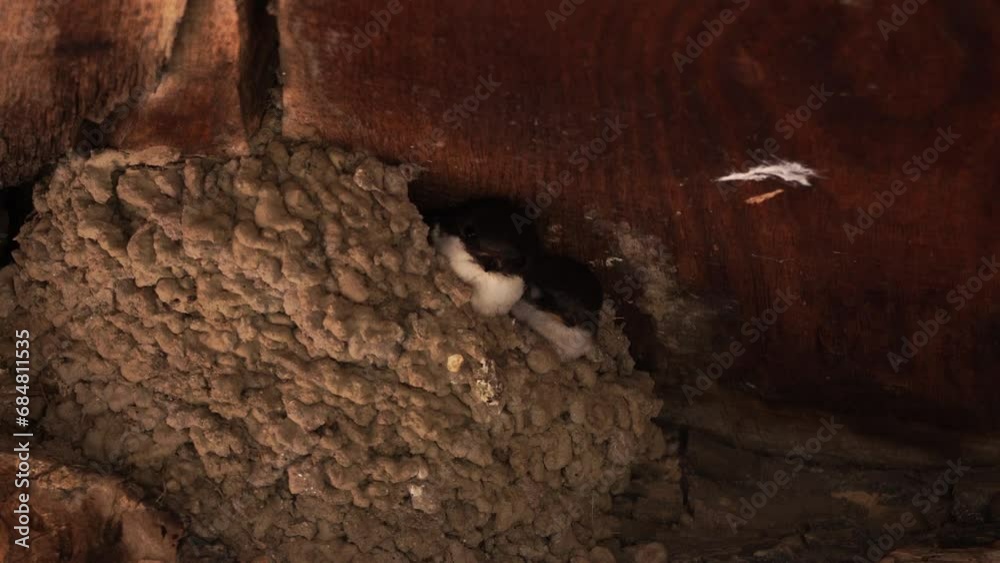 A family of western house martin (Delichon urbicum) sitting in their nest and one adult leafs the nest A family of western house martin (Delichon urbicum) sitting in their nest and one adult leafs the nest