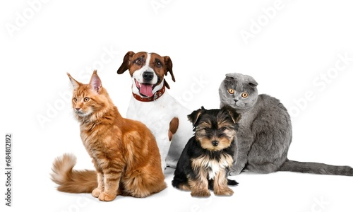 Small group of cute happy pets, smart cats and dogs