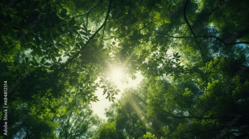 the sun shines through the leaves of a tree in a forest, with the sun shining through the leaves. the sun shines through the leaves of a tree in a forest, with the sun shining through the leaves.