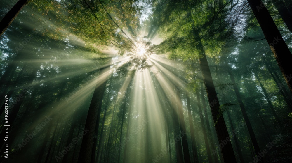  a sunbeam in the middle of a forest with trees in the foreground and the sun shining through the trees in the background.