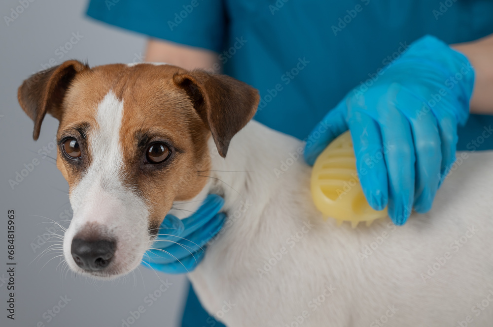 Groomer combs Jack Russell Terrier dog with silicone brush. Groomer combs Jack Russell Terrier dog with silicone brush.