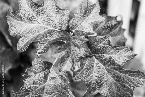 Hydrangea quercifolia 'Burgundy' , Monochrome hydrangea background, silvery color photo