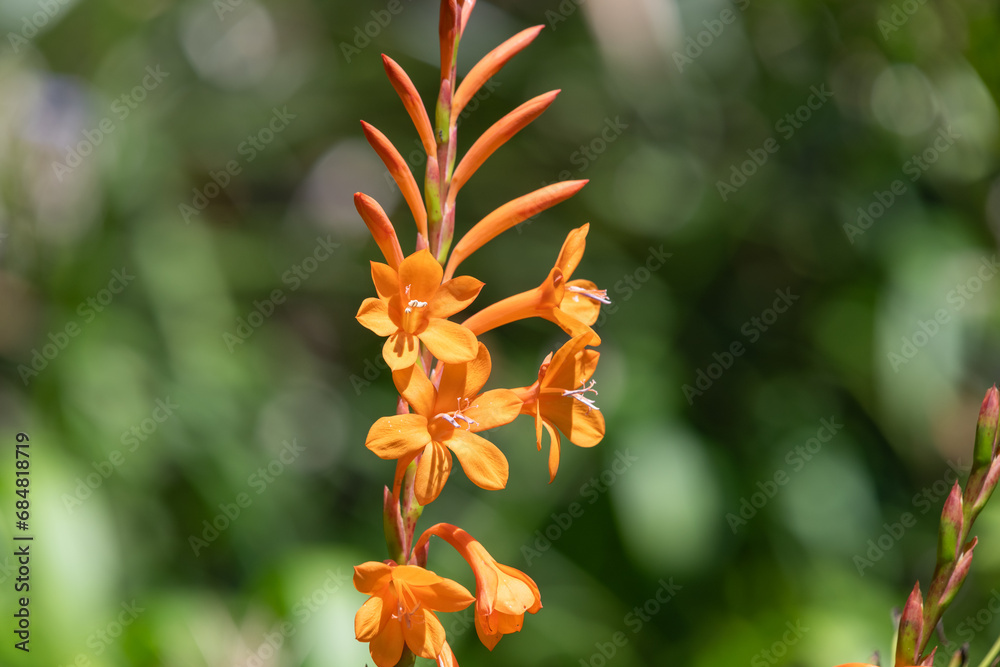 Close up of orange bugle lily (Watsonia) flowers in bloom Close up of orange bugle lily (Watsonia) flowers in bloom