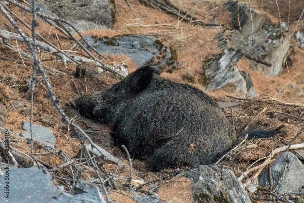 Relaxing wild boar (Sus scrofa) taken in the Alps Mountains, Italy.
