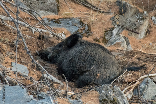 Obraz na płótnie Relaxing wild boar (Sus scrofa) taken in the Alps Mountains, Italy. w salonie