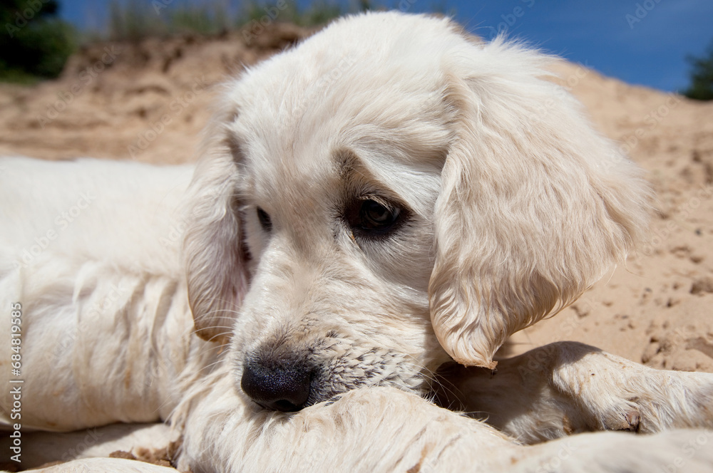 Retriever Retriever