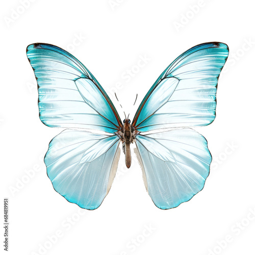 Glass Butterfly Specimen Display. Isolated on a Transparent Background. Cutout PNG. © Peter