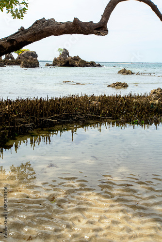 Vegetação típica do litoral nordestino brasileiro. Galhos, plantas, rochas e areia na margem do mar. photo