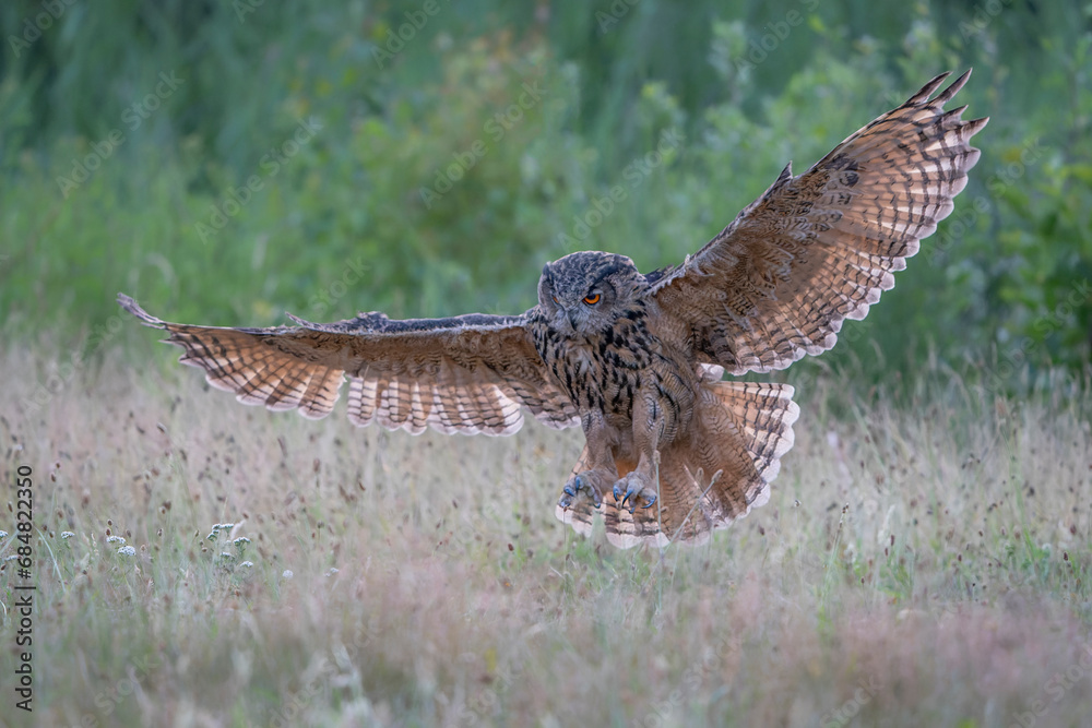 Beautiful, huge European Eagle Owl (Bubo bubo) in flight. Noord Brabant in the Netherlands.                                                               