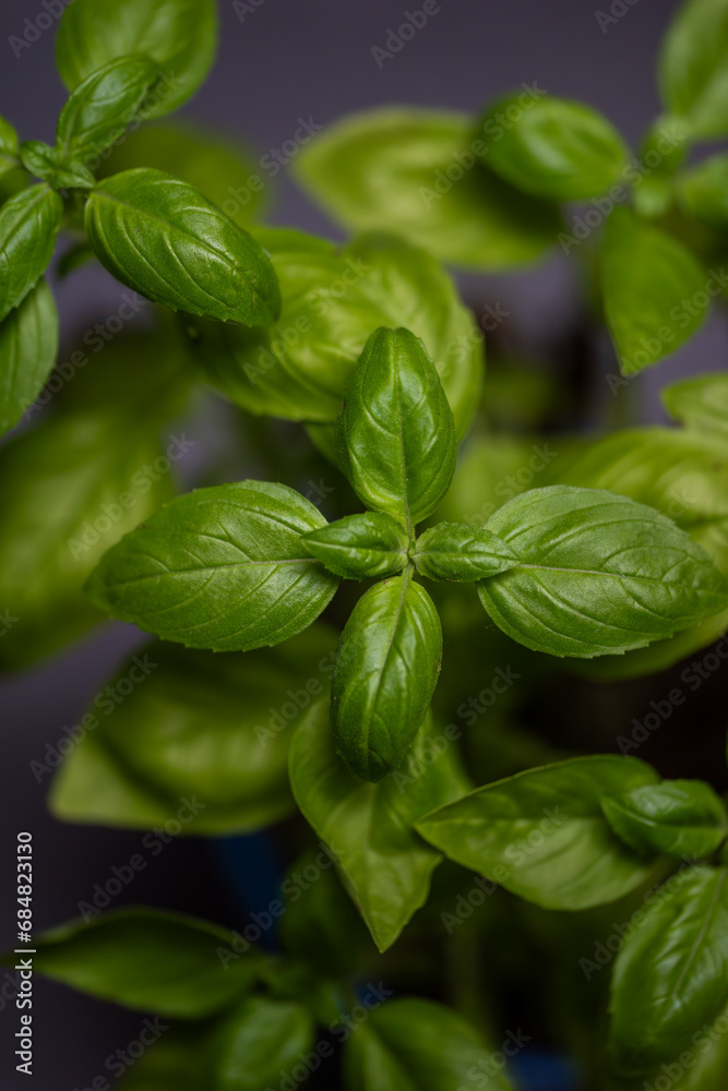 close up of basil