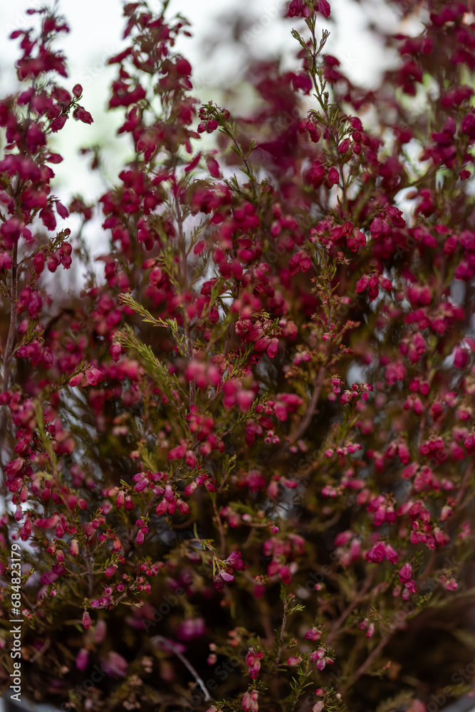 Common heather (Calluna vulgaris)Beautiful small pink Common heather (Calluna vulgaris)Beautiful small pink