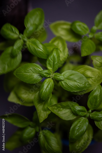 close up of basil