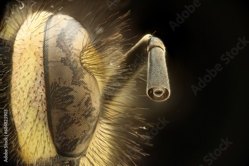 Close up of a Wasp's eye