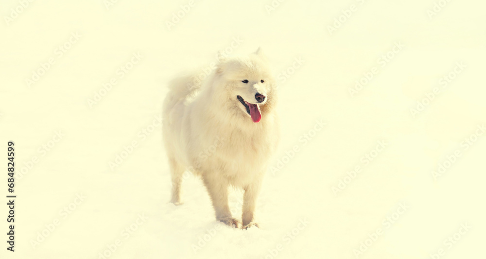 White Samoyed dog walking on snow in sunny winter park White Samoyed dog walking on snow in sunny winter park
