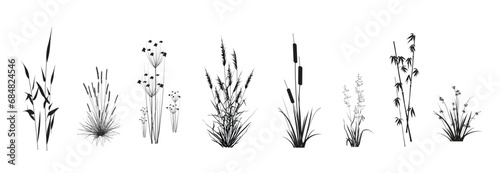 Photo Cattail, reeds, cane, bamboo, butomus, sedge, rushwort, marsh bluegrass and other swamp grass, isolated on a white background