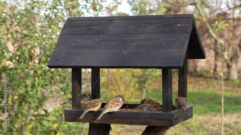 Wooden bird feeder in the form of a house on an autumn garden, close up. Behavior of birds at the feeder with seeds. There are sparrows and tits in the feeder. Bustle of birds at the feeder Wooden bird feeder in the form of a house on an autumn garden, close up. Behavior of birds at the feeder with seeds. There are sparrows and tits in the feeder. Bustle of birds at the feeder