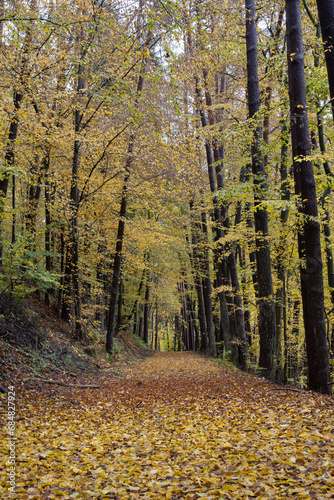 autumn with path in the forest colorful