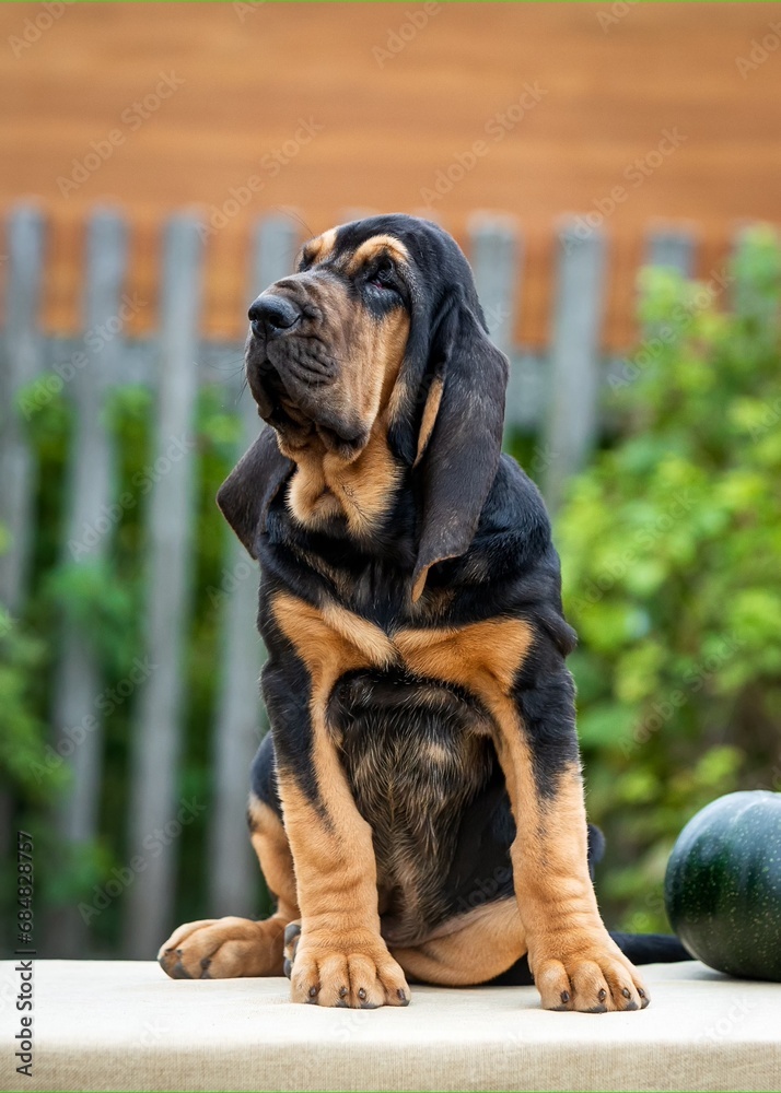 Portrait of a black and tan bloodhound puppy sitting on a table in the yard of a house on a summer day