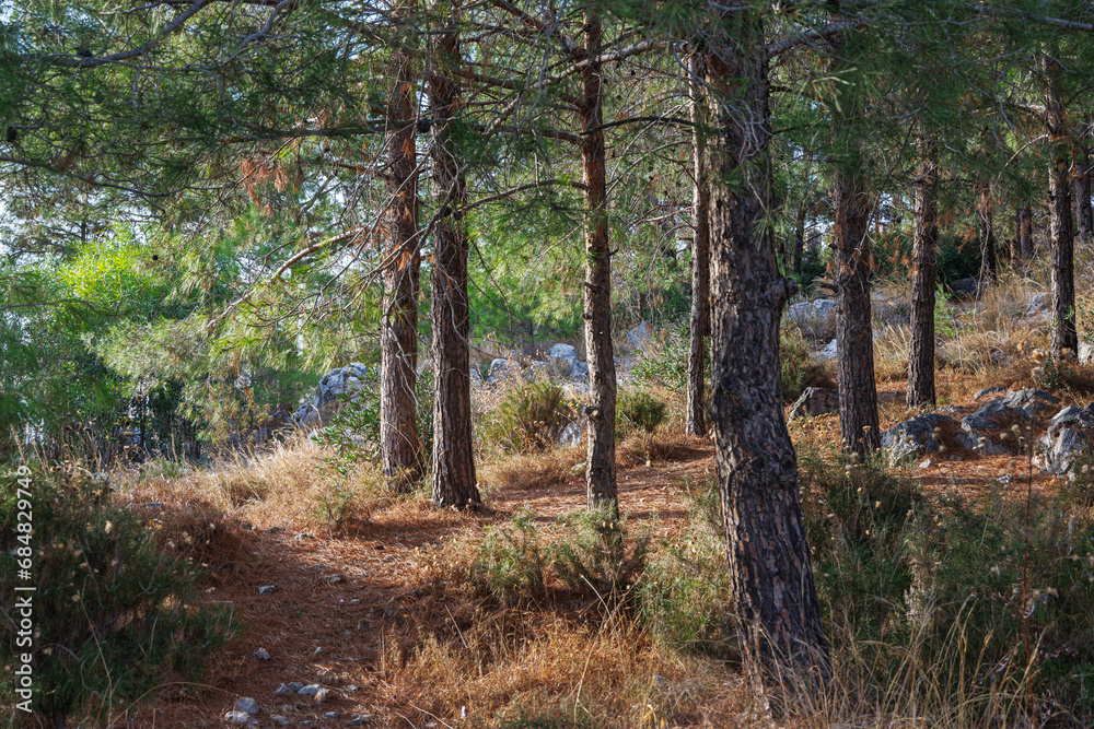 Obraz premium Green forest on the mountain in Turkey. There are stones in it.