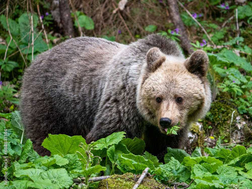 Fototapeta premium Niedźwiedź, Tatry, mountains, bear, niedźwiedź brunatny, dzika przyroda, góry, zdobywanie pożywienia, spotkania z dzikimi zwierzętami, wild, przyroda, nature