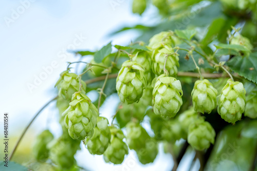 Lots of light green fresh hop flowers growing naturally outdoors in the wild, hop plant macro detail, extreme closeup, natural condition. Beer production ingredients simple concept, nobody, harvest photo