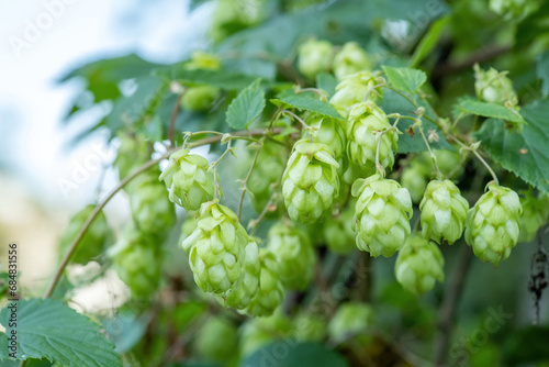 Lots of light green fresh hop flowers growing naturally outdoors in the wild, hop plant detail macro, extreme closeup, natural condition. Beer production ingredients simple concept, nobody, harvest photo