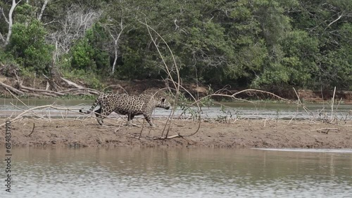 Jaguar, Panthera onca, a big solitary cat native to the Americas, hunting along the river banks of the Pantanl, the biggest swamp area of the world, near the Transpantaneira in Porto Jofre in Brazil. photo