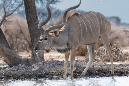 Kudu At Watering Hole