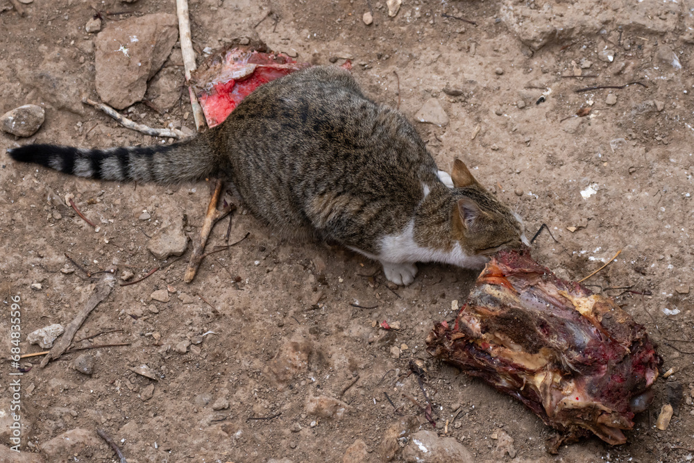 The cat eats meat The cat eats meat