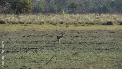 The marsh deer, Blastocerus dichotomus, also swamp deer, largest deer species from South America can mostly be found in the swampy region of the pantanal, Brazil, South America photo