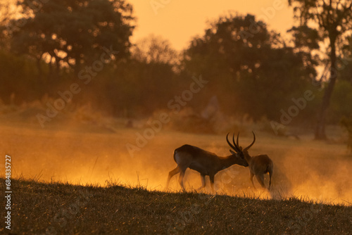 Red Lechwe Fighting At Dusk photo