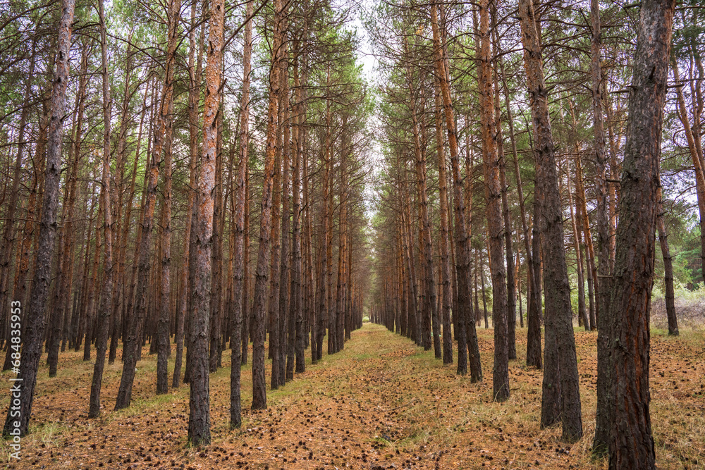 Obraz premium Young pine forest